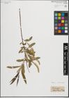 Foto von Salix longipes Shuttlew. ex Andersson